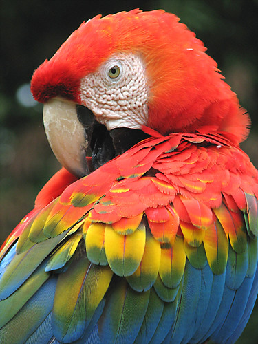 Scarlet+macaws+pictures