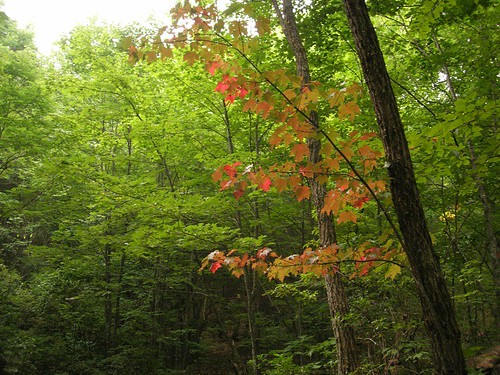 First fall foliage, 2007.JPG