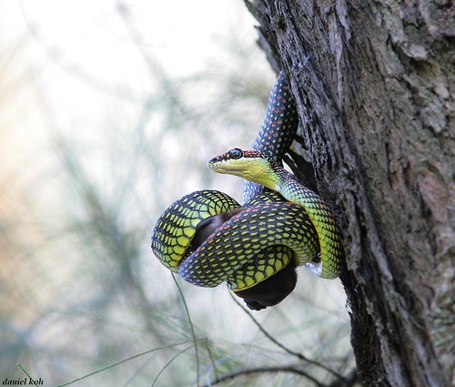 Paradise Tree Snake