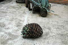 Tequila A 1- agave plant heart