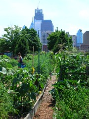 City farm against skyline