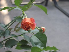 Two Disneyland Roses about to bloom. (07/25/2007)