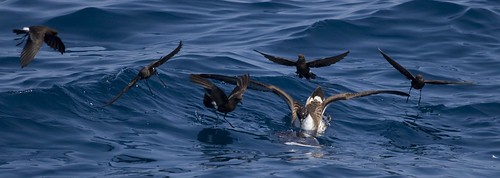 Greater Shearwater with Storm-Petrels