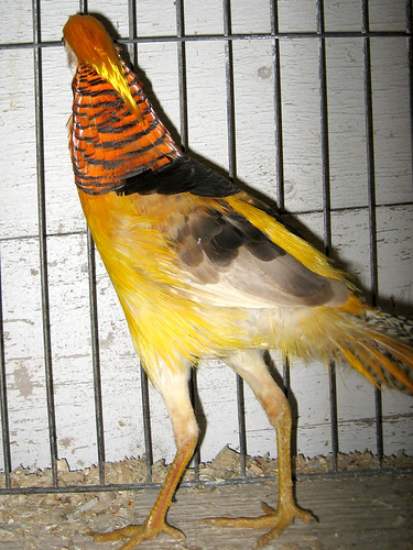 Yellow pheasant