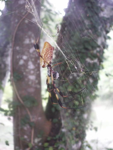 Golden Silk Spider Couple 1