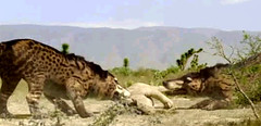 07 Andrewsarchus dont wanna share food