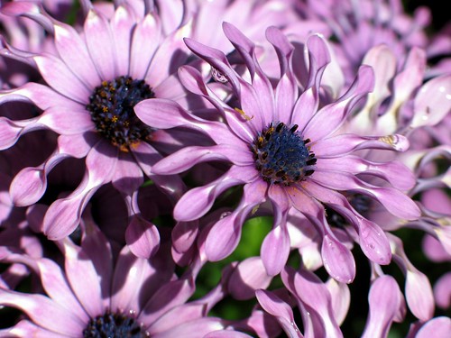 African Daisies I