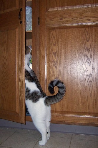 Cat Burglar (photo series)