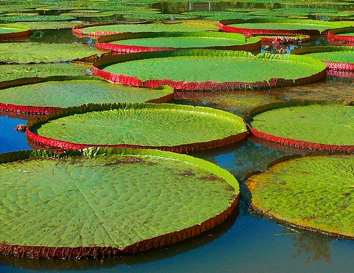 Lily Pad Stepping Stones