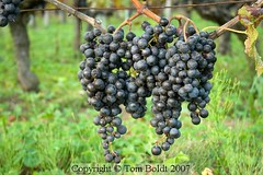 Bordeaux Grapes