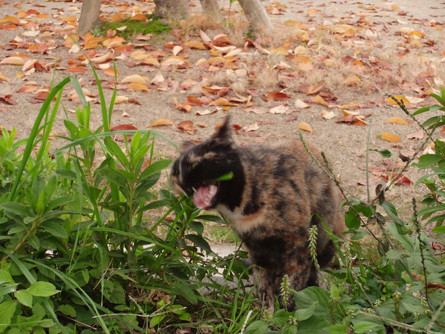 Today's Cat@2010-11-08