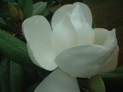 Magnolia unfurling in the rain