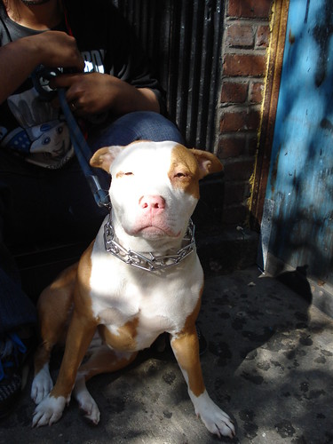 sweet pit chillin on the lower east side
