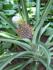 Pineapple at US Botanic Garden