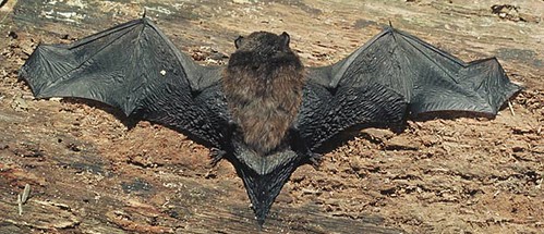 New Zealand Long Tailed Bat