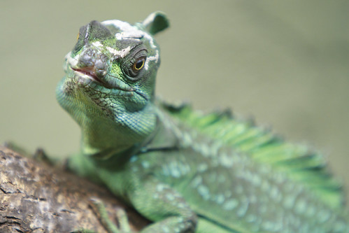 Reptilia - Plumed Basilisk