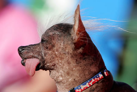 The World's Ugliest Dog Contest will be held on June 22 in Petaluma, CA
