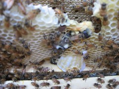 Beekeeping 2432