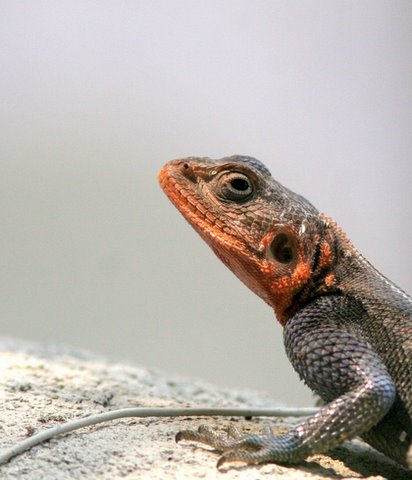 red-headed agama