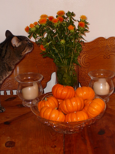 kitty with pumpkins