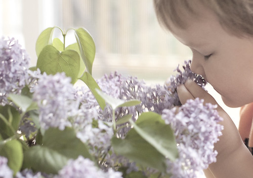 Lucas and the lilacs 2 of 4