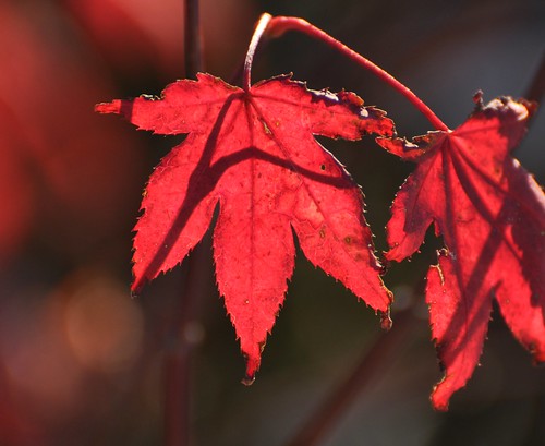 red japanese maple leaves. Red Japanese maple leaf