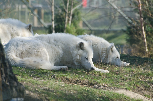 Artic Wolves Sleeping
