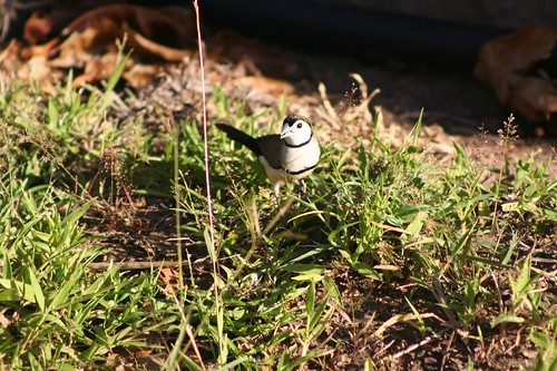 double-barred finch