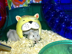 2007-Sep-20_baby_hamsters-new_home-8