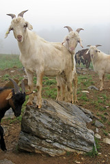 Goats from 2007 pasture test