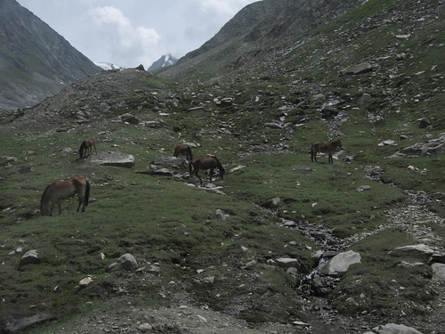 Caballos salvajes del Himalaya