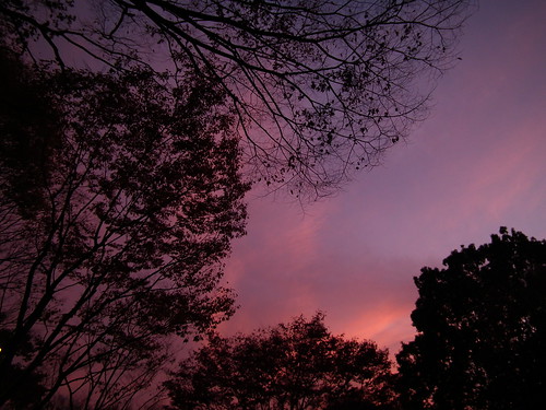 Twilight sky, bordered with lacy branches