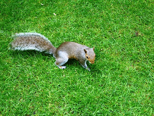 Squirrel! in Hyde Park