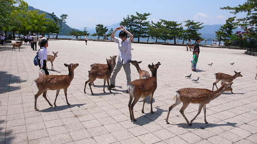 When Deer Attack, Miyajima, Japan