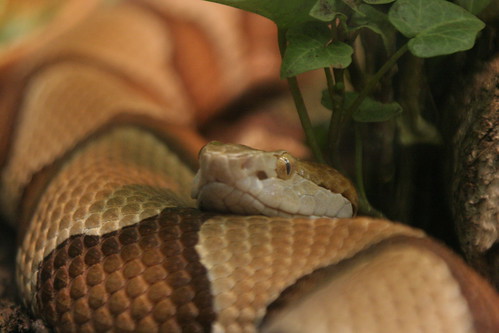 Copperhead Snake Pictures. Copperhead Snake
