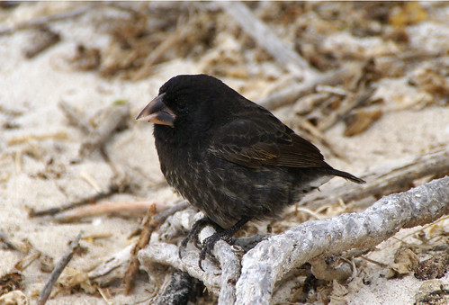 Large Cactus Ground finch
