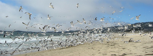 Hundreds of seagulls taking off from a beach.