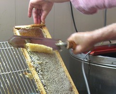 Beekeeping 2659