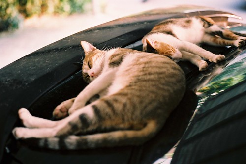 フリー写真素材|動物|哺乳類|ネコ科|猫・ネコ|寝顔・寝ている|