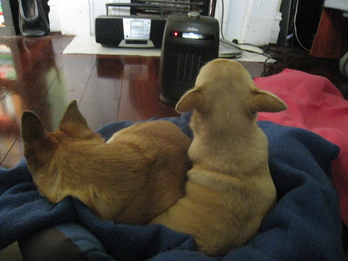 Chihuahuas and the heater