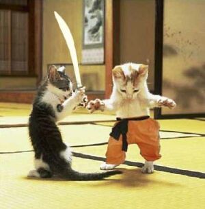 cat fight!!
