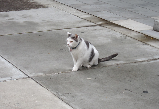 Sidewalk Cat