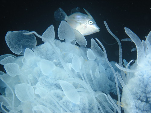 filefish living in a jellyfish