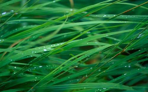 os x wallpapers. Dew on Grass: Mac OS X 10.5