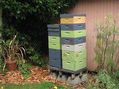 Beekeeping 2462