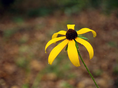 Yellow Flower, again....