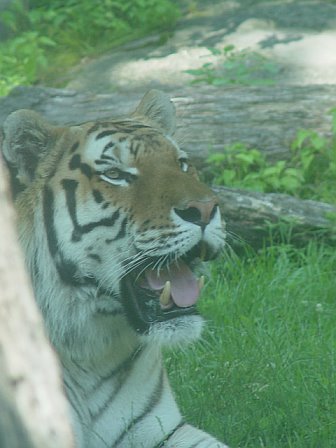 Tiger waiting to be fed at the Bronx Zoo