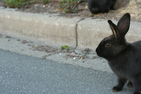 Uvic bunny sitting on road