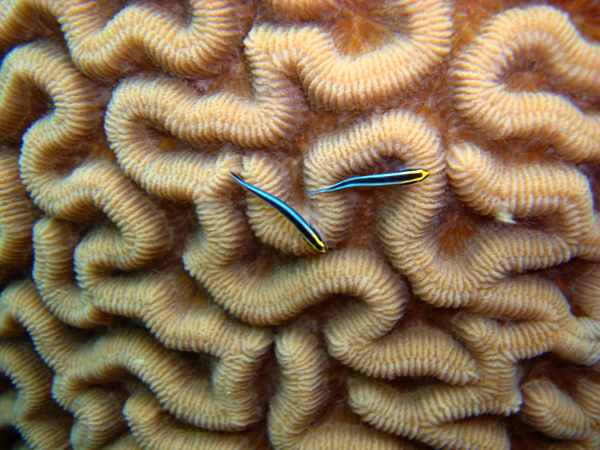 brain coral fishies