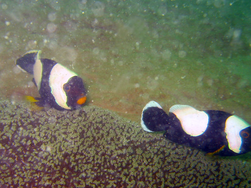 Saddleback anemonefish